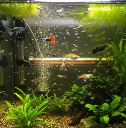 어항에-물고기-새끼-많이-낳은-꿈-1